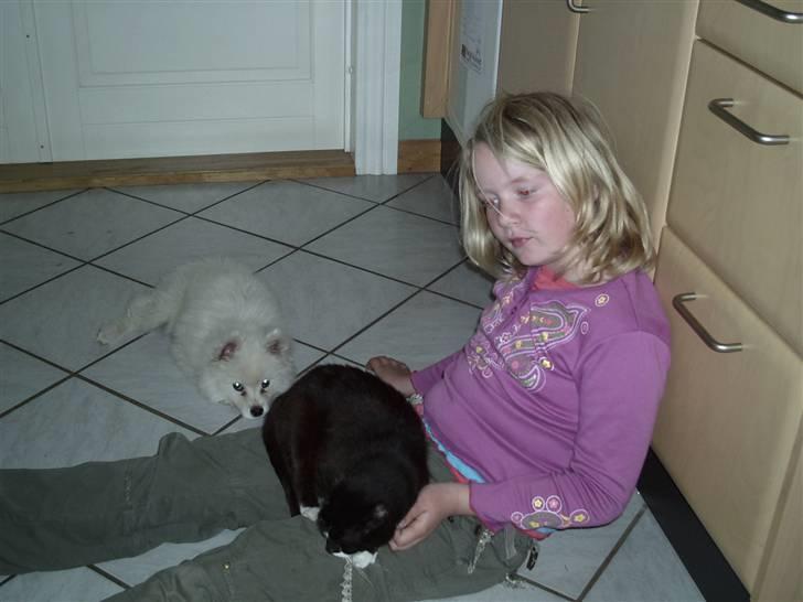 Blanding af racer Findus - der er en hund O_O billede 4