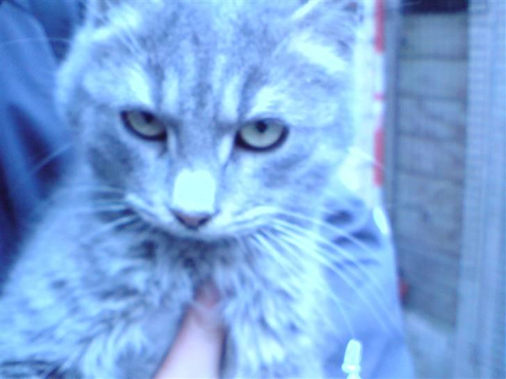 Huskat mercedes - hejsa billede 1