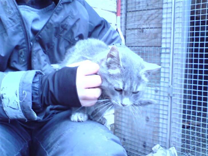 Huskat mercedes billede 4