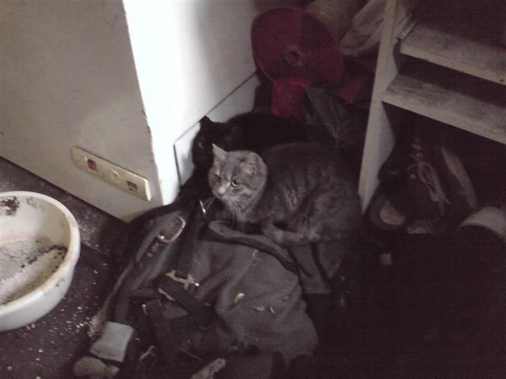 Huskat mercedes billede 5