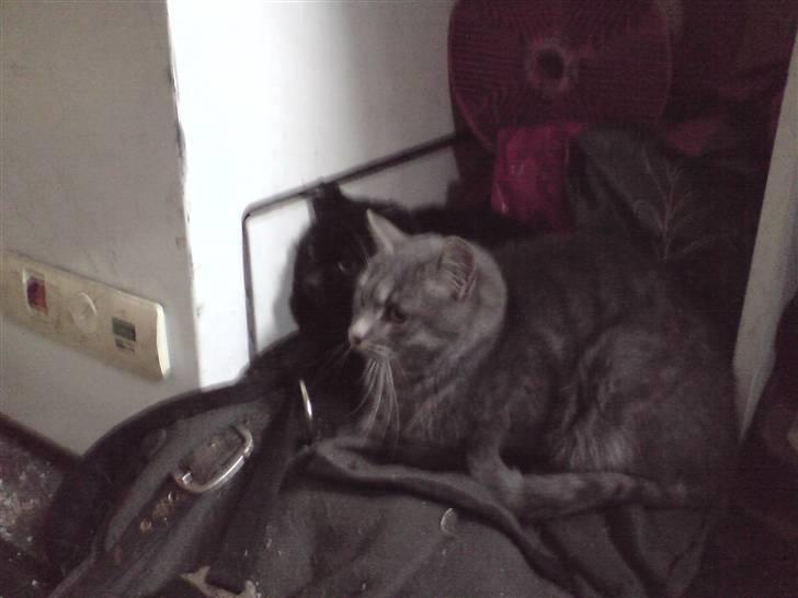 Huskat mercedes billede 6