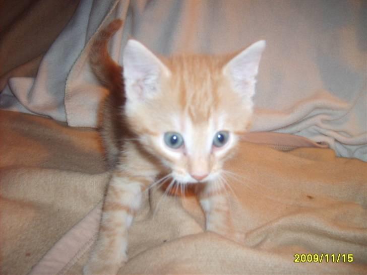 Huskat Junior Solgt billede 9