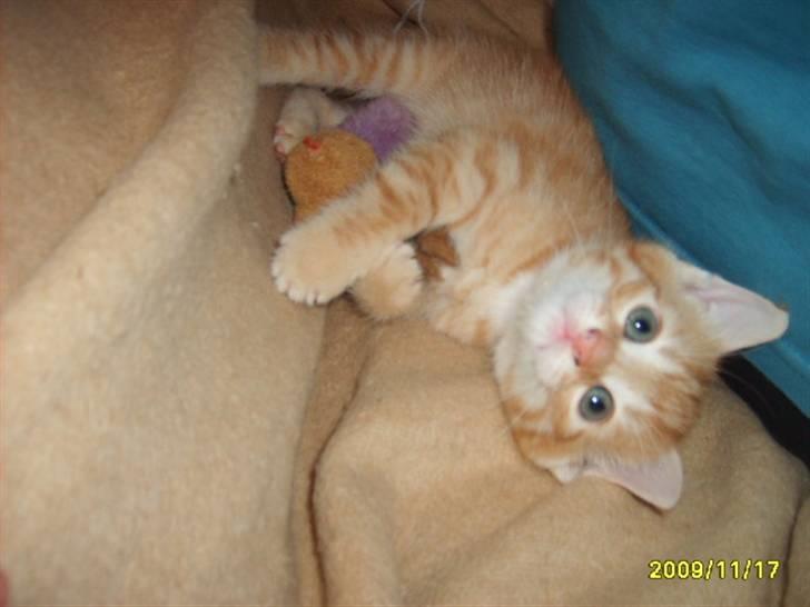 Huskat Junior Solgt billede 10