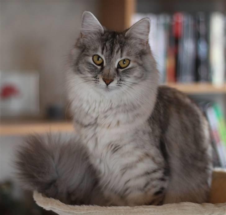 Norsk Skovkat DK Mazjan's Kiara solgt - Foto: KTS (min kæreste) billede 1