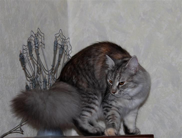 Norsk Skovkat DK Mazjan's Kiara solgt billede 2