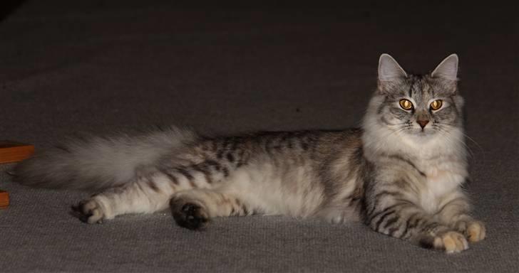 Norsk Skovkat DK Mazjan's Kiara solgt billede 3