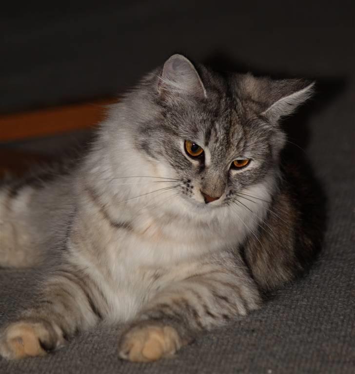 Norsk Skovkat DK Mazjan's Kiara solgt billede 4