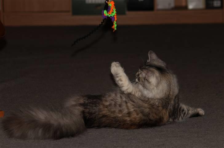 Norsk Skovkat DK Mazjan's Kiara solgt billede 5