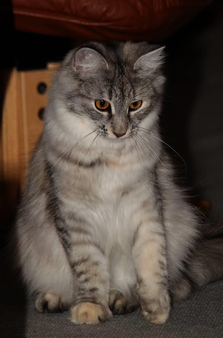 Norsk Skovkat DK Mazjan's Kiara solgt billede 6