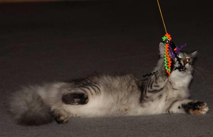 Norsk Skovkat DK Mazjan's Kiara solgt billede 7