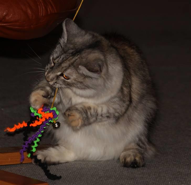 Norsk Skovkat DK Mazjan's Kiara solgt billede 8