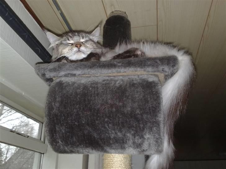 Maine Coon Soffie billede 7