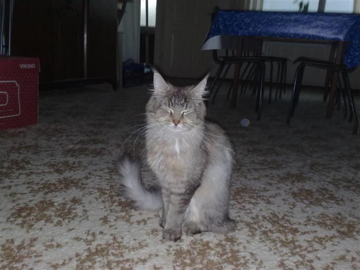 Maine Coon Soffie billede 8