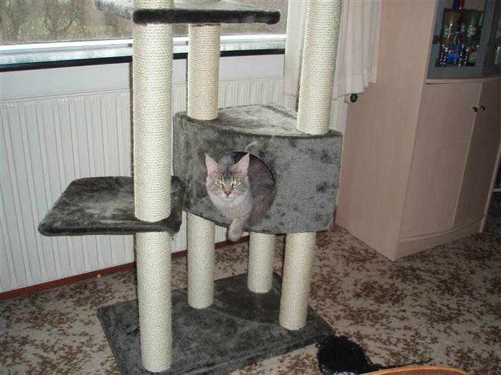 Maine Coon Soffie billede 9