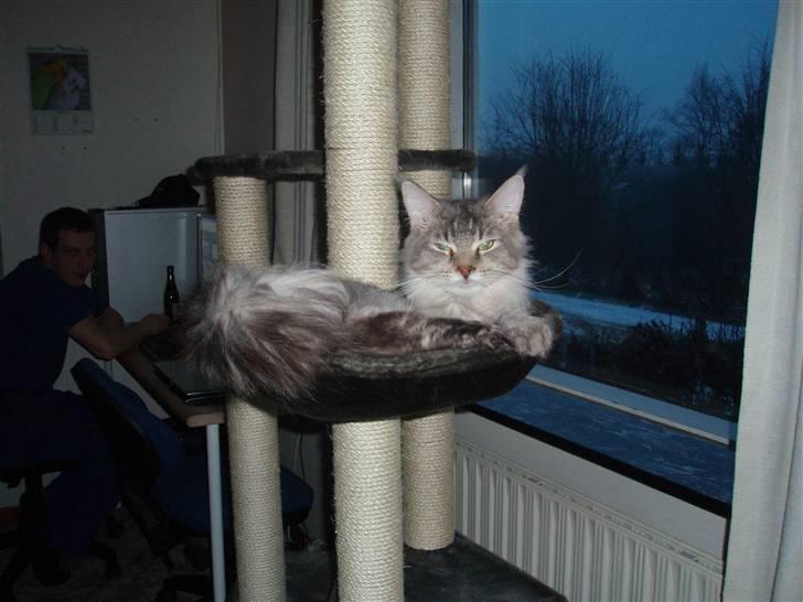 Maine Coon Soffie billede 10