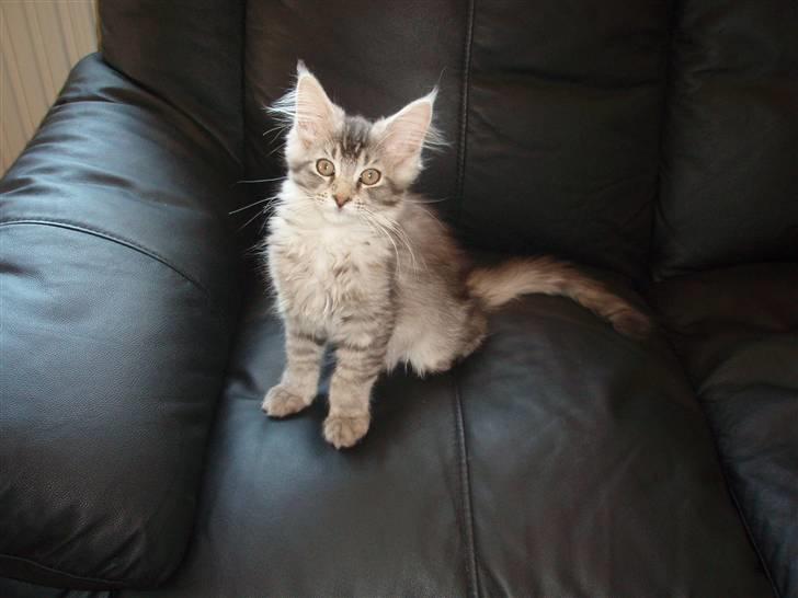 Maine Coon Soffie billede 11