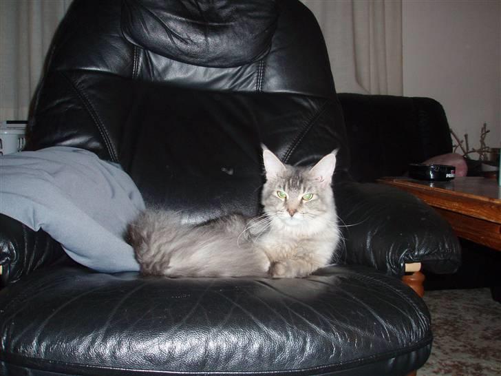 Maine Coon Soffie billede 12