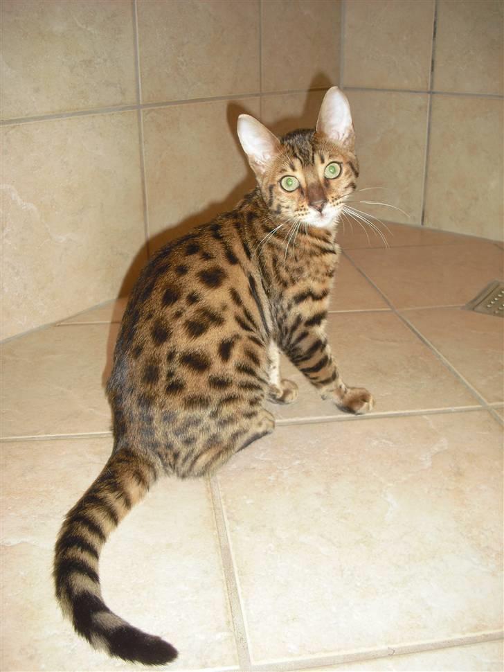 Bengal Jason billede 6