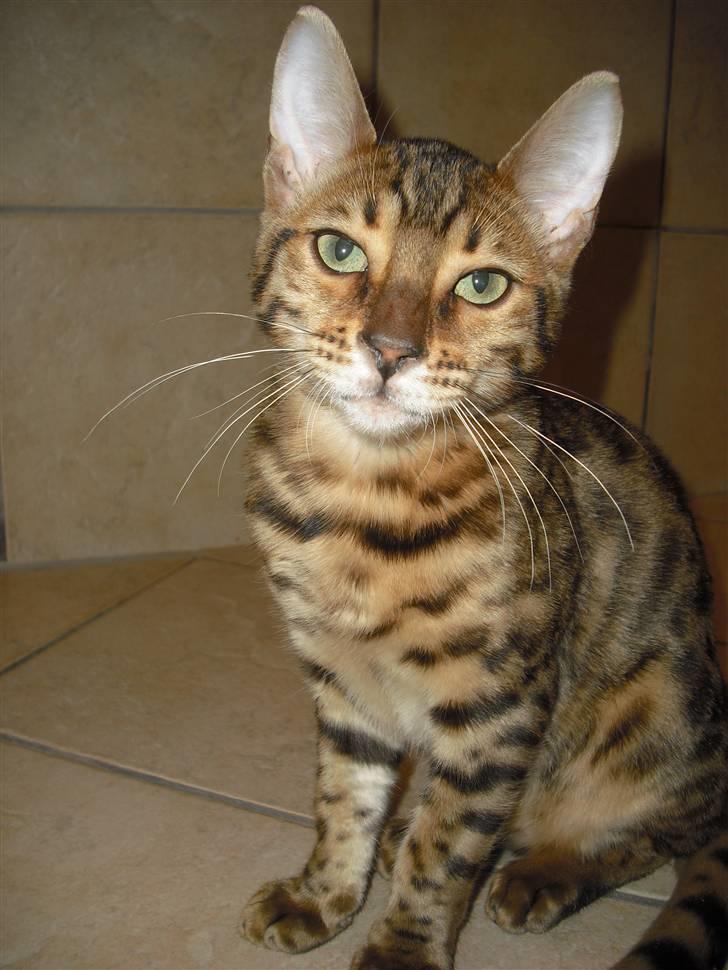Bengal Jason billede 7