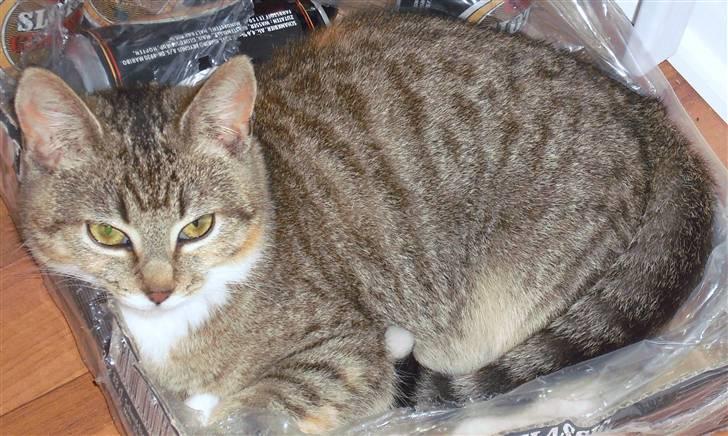 Huskat Mille billede 12