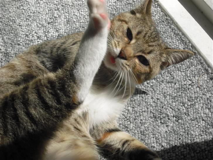 Huskat Mille - Hejsa der oppe..  billede 13