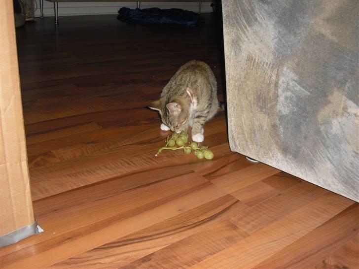 Huskat Mille - Hvad er det.?  Det må jeg nok hellere smage på.! billede 14