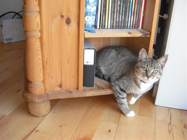 Huskat Mille - Her kan jeg da nemt ligge! billede 15