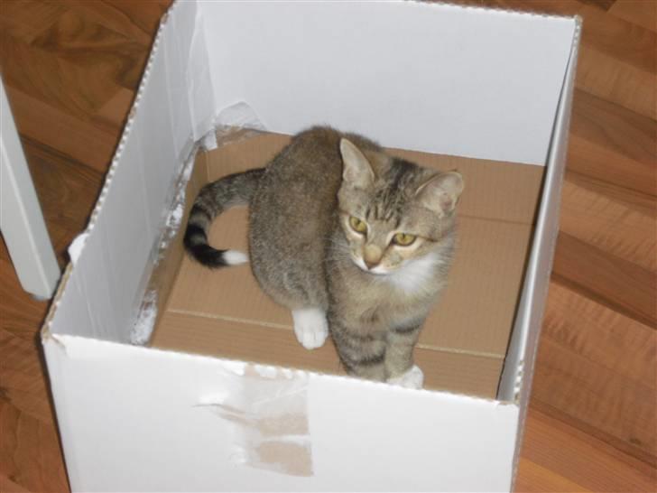 Huskat Mille - Hov hvad sker der her.? billede 16