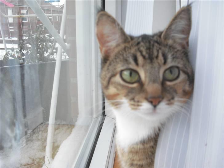 Huskat Mille - kuk kuk.. billede 17