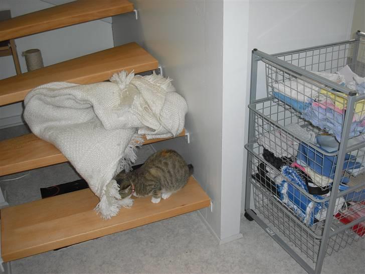 Huskat Mille - Jeg vil altså have tæppet nedenunder, om jeg så skal gøre det selv. billede 18