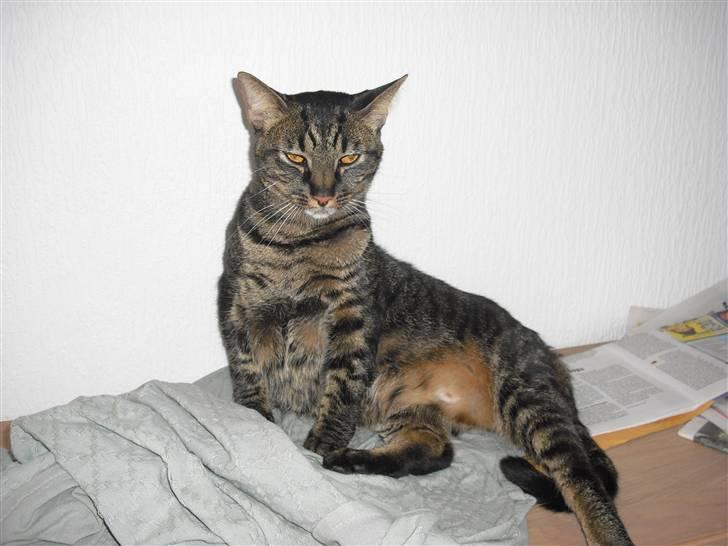 Huskat Mickey - Godmorgen. billede 13