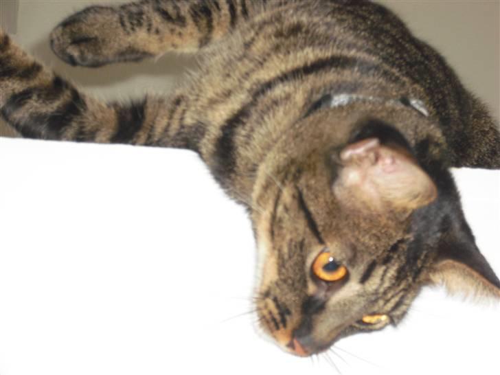 Huskat Mickey billede 14