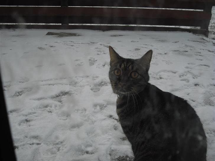 Huskat Mickey billede 15