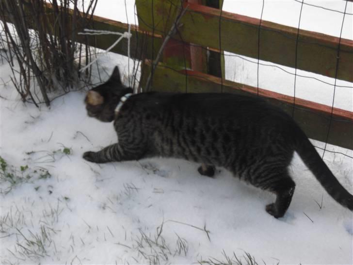 Huskat Mickey billede 16