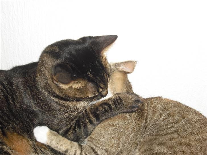 Huskat Mille - Mys Mys. billede 19