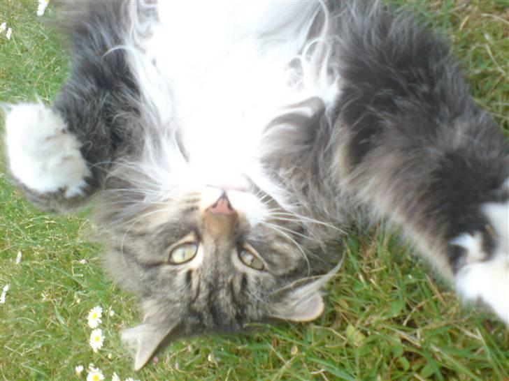 Norsk Skovkat Svikmøllen's Vamsede Katz - Velkommen til Zukis profil (: billede 1