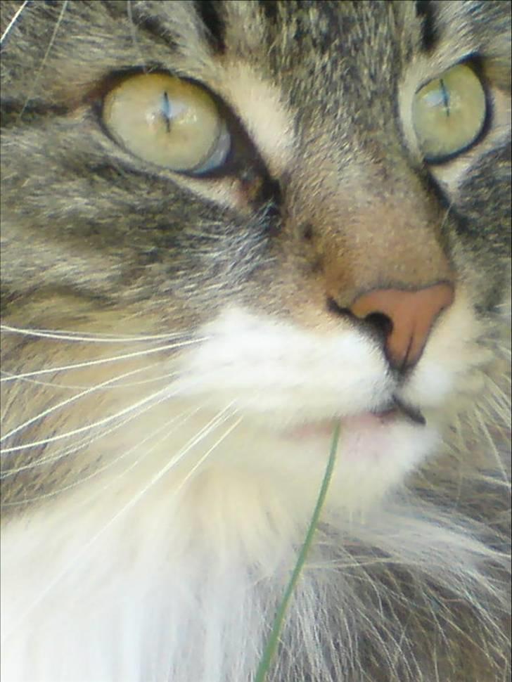 Norsk Skovkat Svikmøllen's Vamsede Katz - Nærbilled af Zuki med græs i munden. billede 2