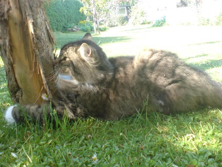 Norsk Skovkat Svikmøllen's Vamsede Katz - Hans elskede træ :´) billede 3