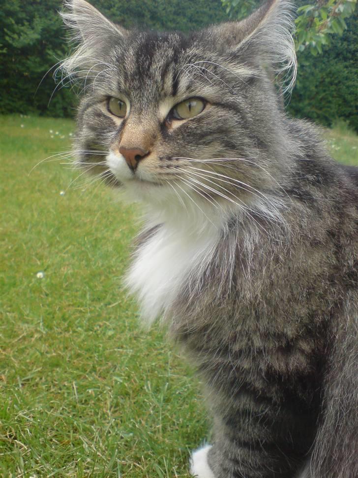 Norsk Skovkat Svikmøllen's Vamsede Katz - Han er lidt flot d: billede 4