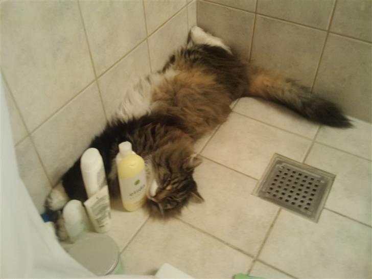 Norsk Skovkat Svikmøllen's Vamsede Katz - Hans yndlings liggested.. billede 5