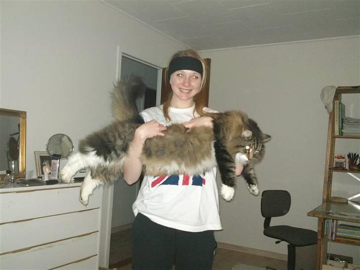 Norsk Skovkat Svikmøllen's Vamsede Katz - Så stor er Zuki :D billede 6