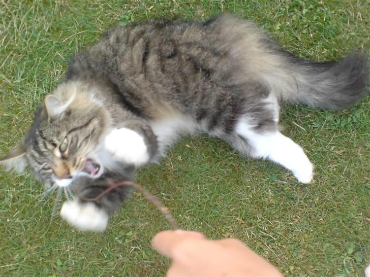 Norsk Skovkat Svikmøllen's Vamsede Katz billede 7