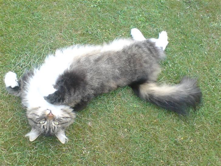 Norsk Skovkat Svikmøllen's Vamsede Katz billede 8