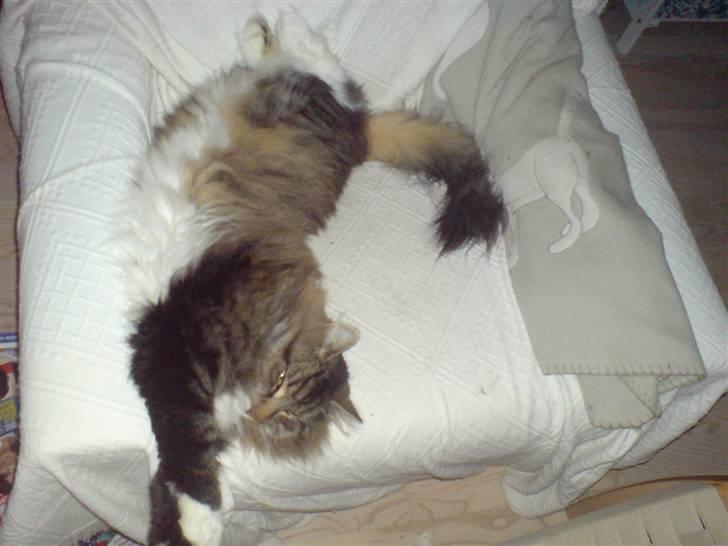 Norsk Skovkat Svikmøllen's Vamsede Katz - Yndlings stilling.. billede 9