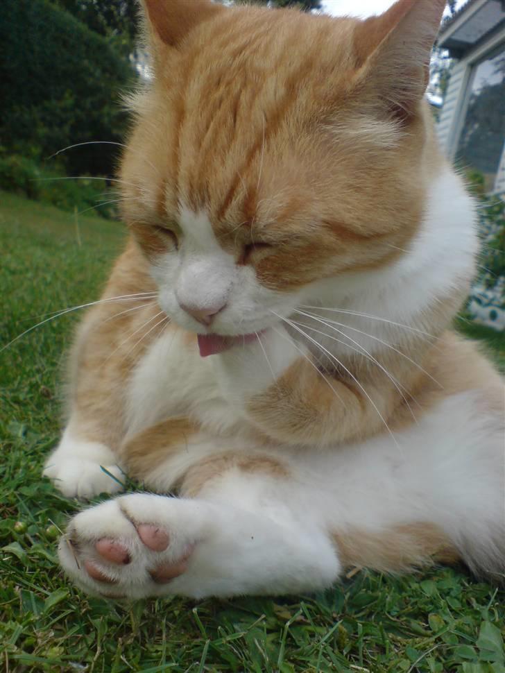 Huskat Oliver - Velkommen til Olles profil :D billede 1