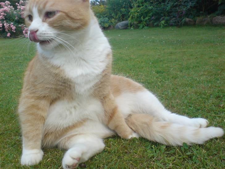 Huskat Oliver billede 2