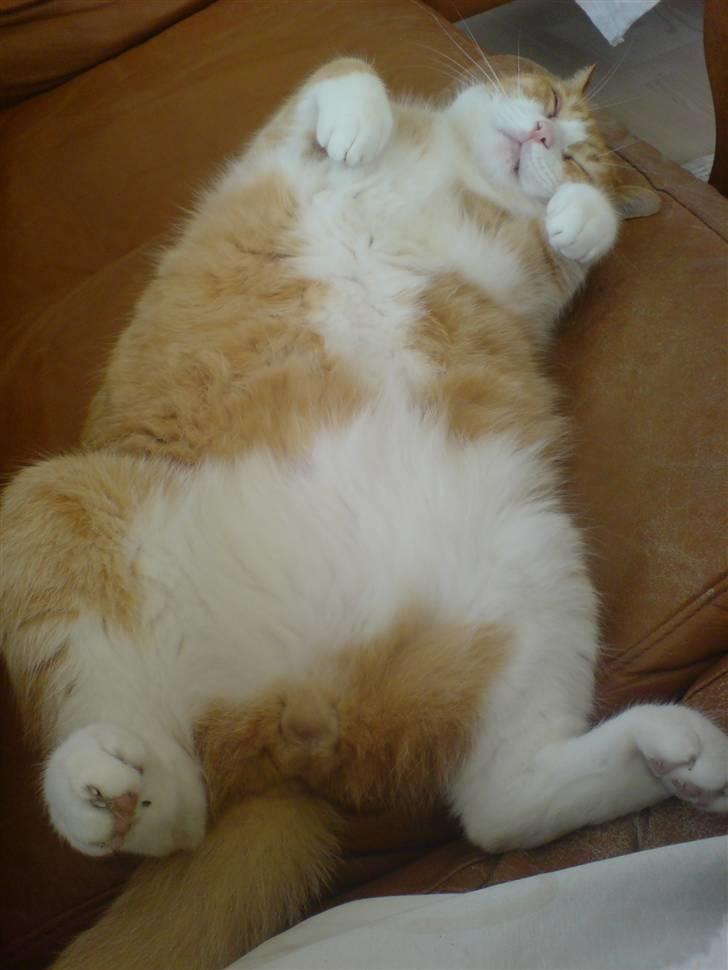 Huskat Oliver - Klø mig! :D billede 4