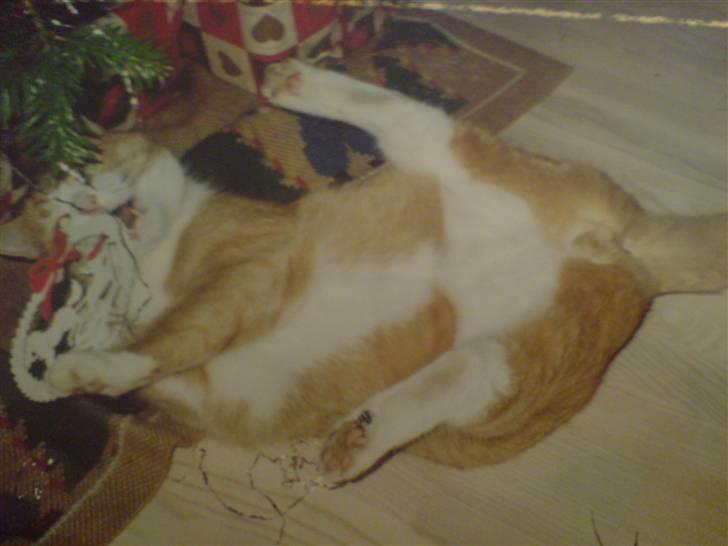 Huskat Oliver - Et billede af et billede.. Han elsker juletræer :b billede 5