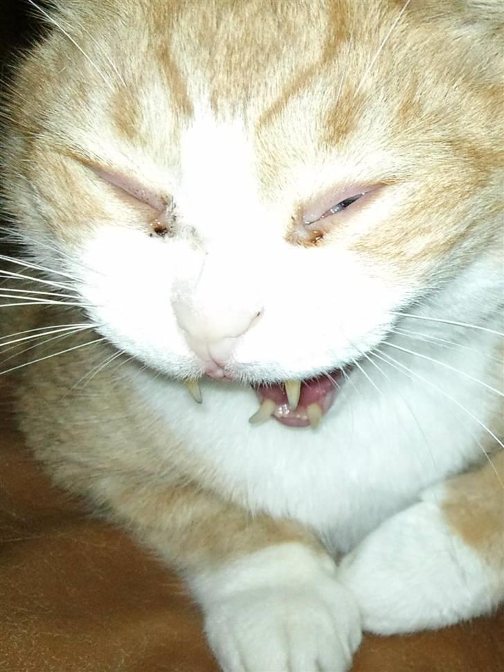 Huskat Oliver - Første billede jeg tog på min mobil :O Han har meget følsomme øjne.. billede 6