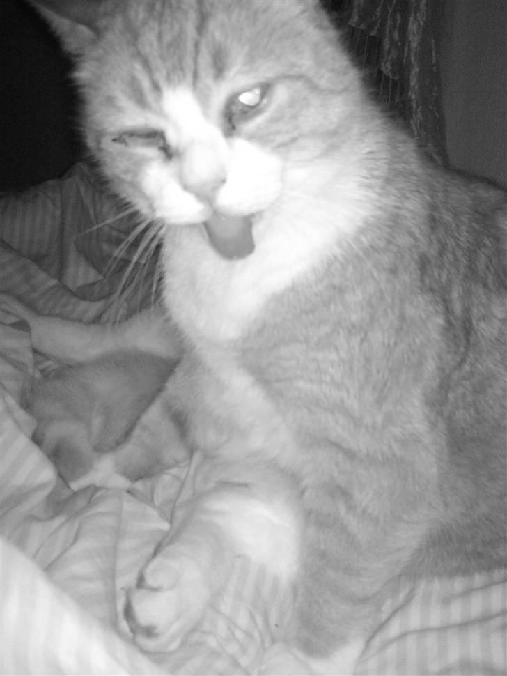 Huskat Oliver - Fin som han er :D billede 7